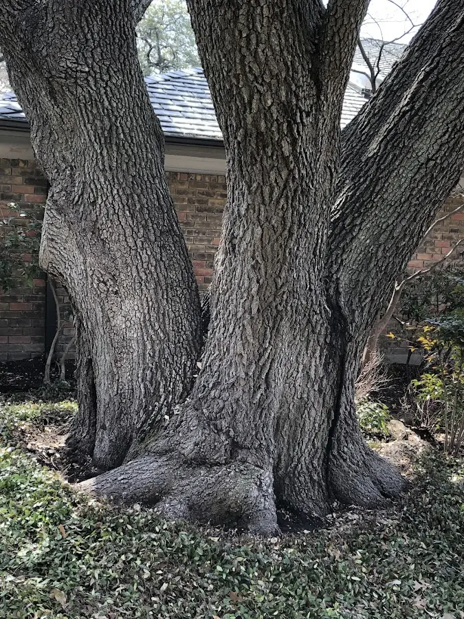 Mature heritage tree close to a Long Lake property cared for by certified arborists